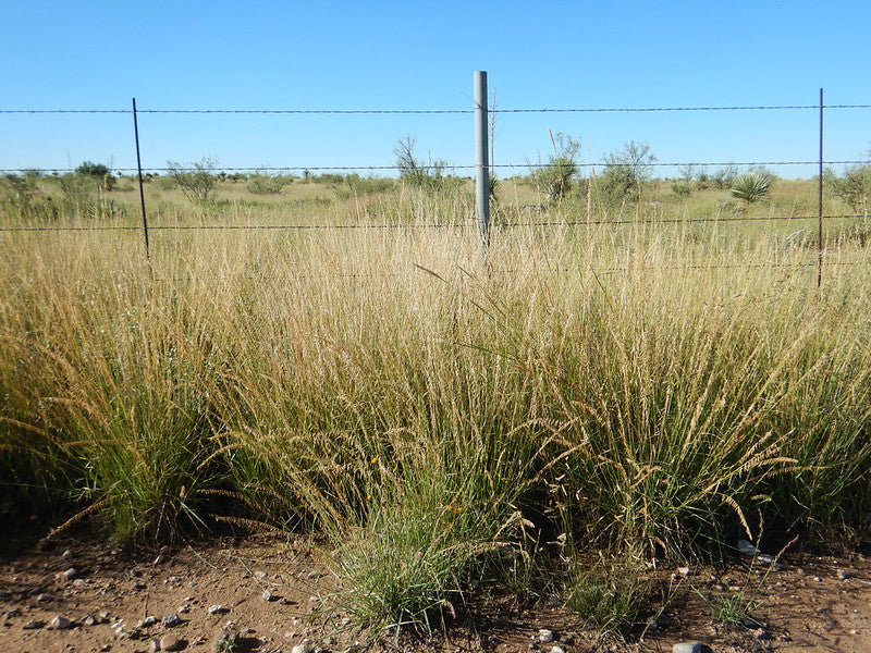 Bouteloua curtipendula / Sideoats Grama