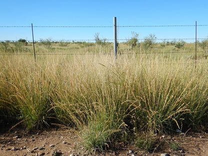 Bouteloua curtipendula / Sideoats Grama
