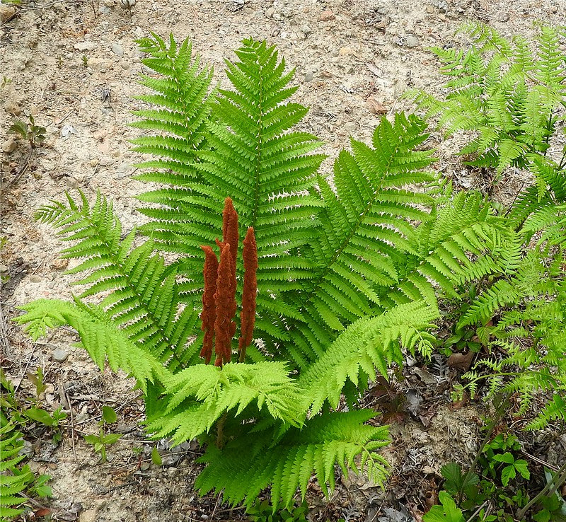 Osmunda cinnamomea / Cinnamon Fern