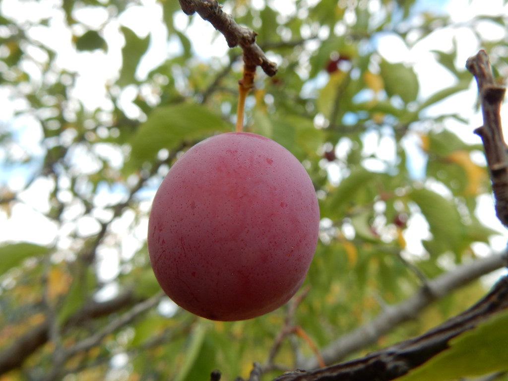 Prunus americana / American plum