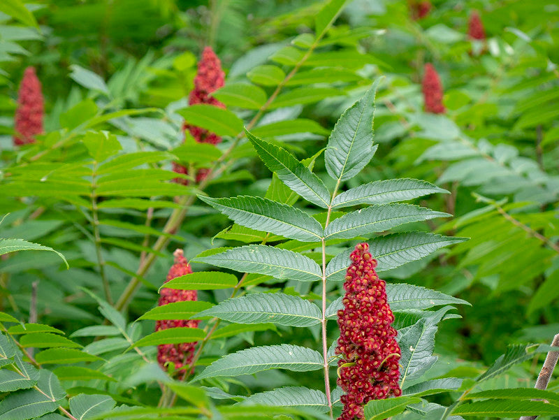 Rhus typhina / Staghorn Sumac