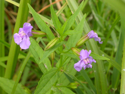 Mimulus ringens / Allegheny Monkeyflower