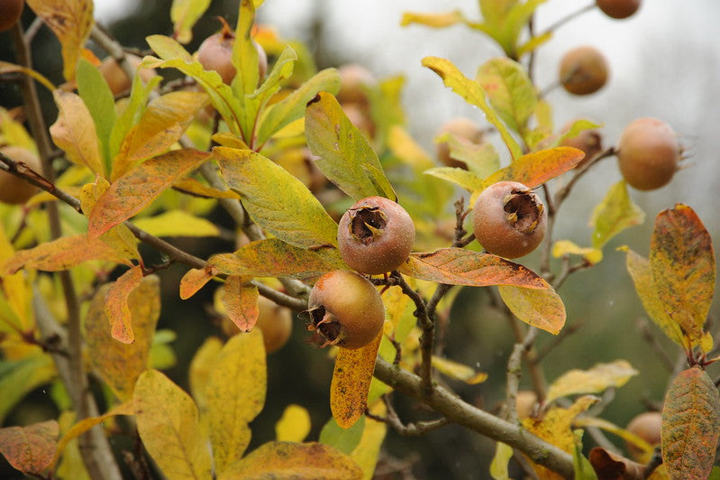 Mespilus germanica / 'Sultan' Medlar Fruit Tree