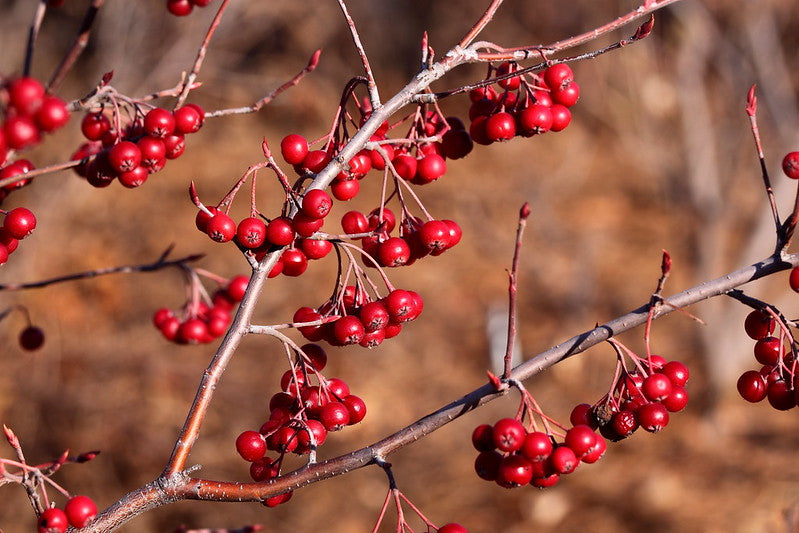 Aronia arbutifolia / Red Chokeberry