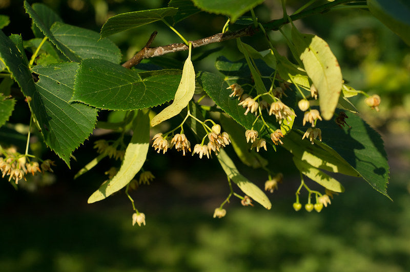 Tilia americana / Basswood