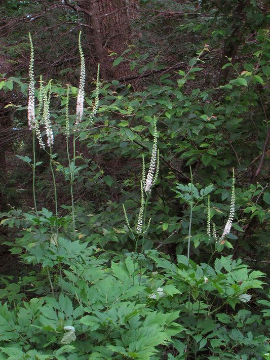 Actaea racemosa / Black Cohosh