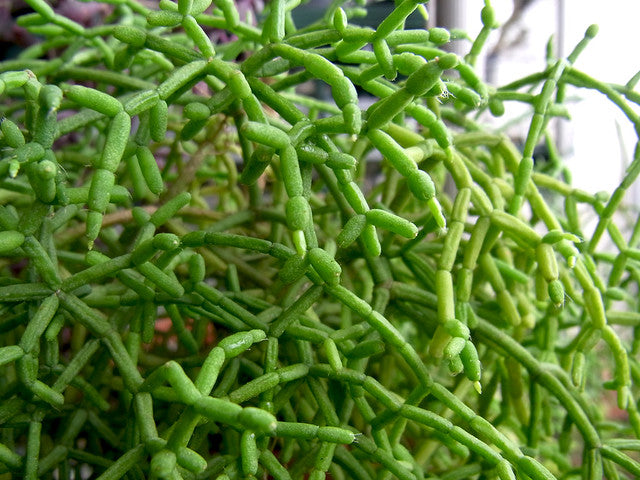 Rhipsalis cereuscula / Coral Cactus