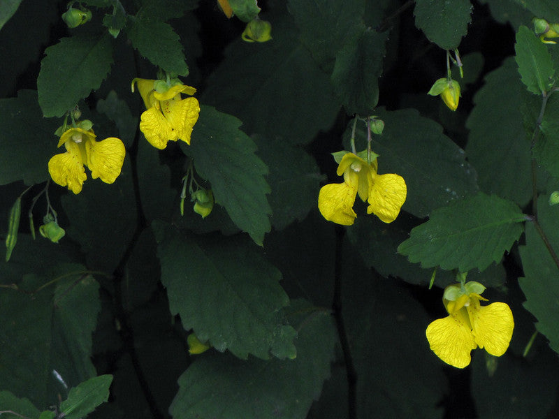 Impatiens pallida / Pale Jewelweed