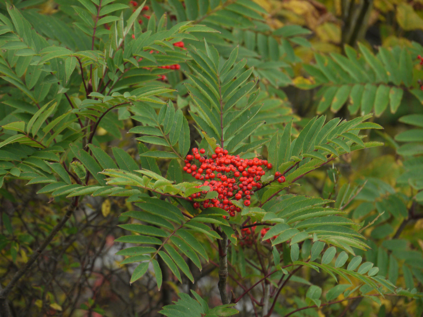 Sorbus americana / American Mountain Ash