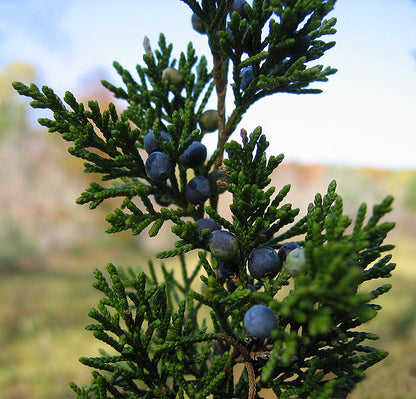 Juniperus virginiana / Eastern Red Cedar