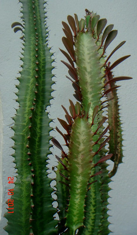 Euphorbia trigona / African Milk Cactus