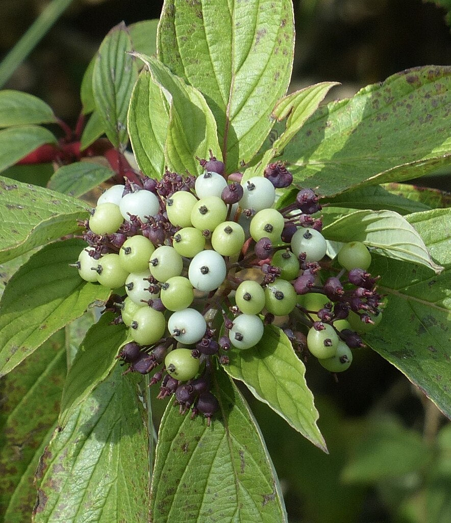 Cornus sericea / Red Osier Dogwood