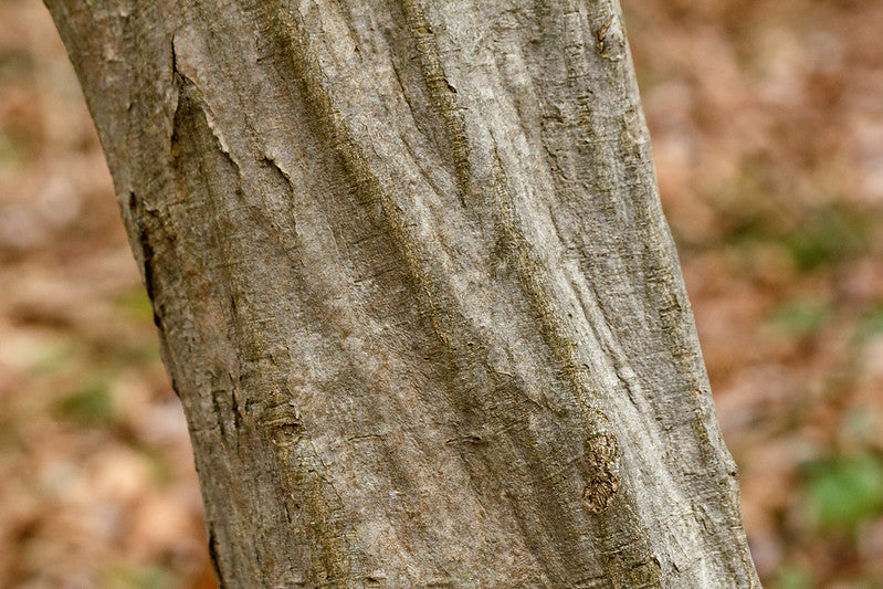 Carpinus caroliniana / American Hornbeam