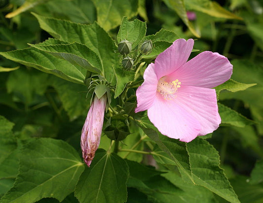 Hibiscus moscheutos / Swamp Rose Mallow