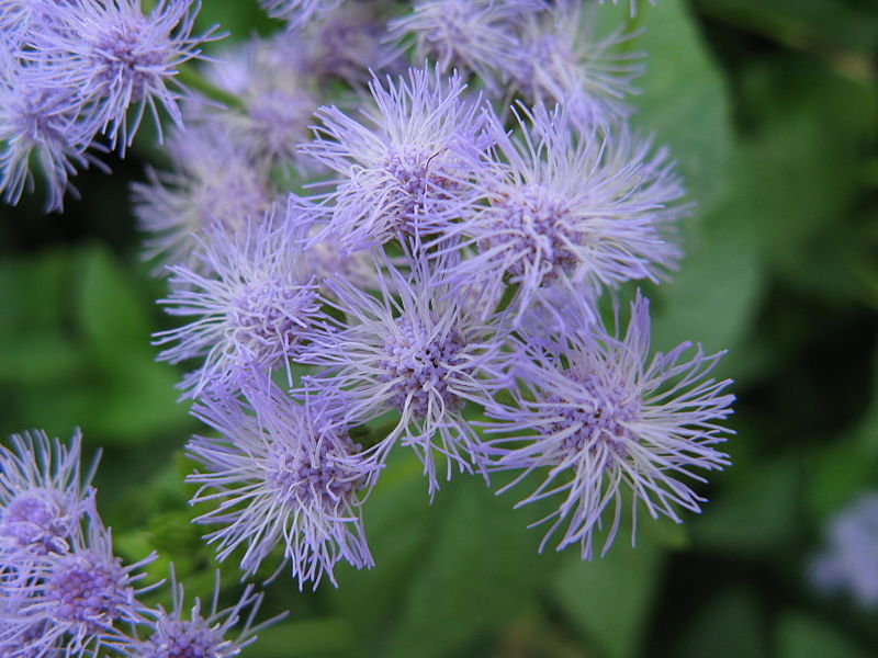 Eupatorium coelestinum / Blue Mistflower