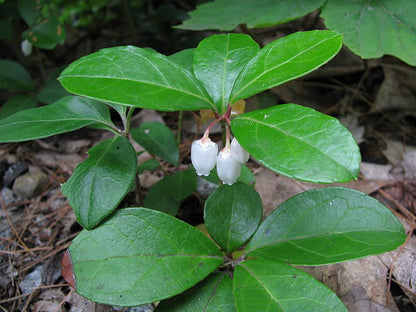 Gaultheria procumbens / Wintergreen