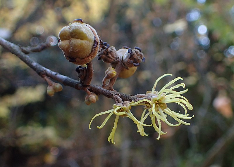 Hamamelis virginiana / Witch hazel