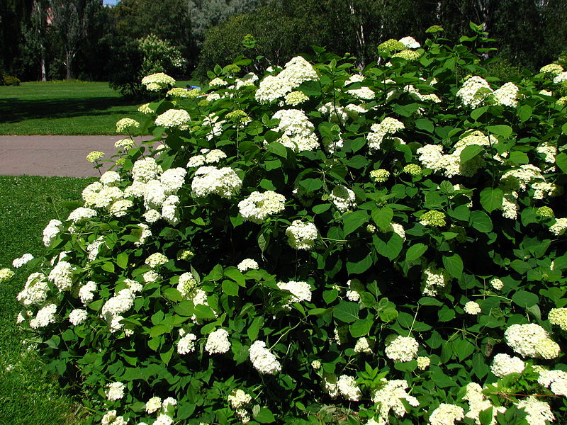 Hydrangea arborescens / Smooth hydrangea ‘Annabelle’