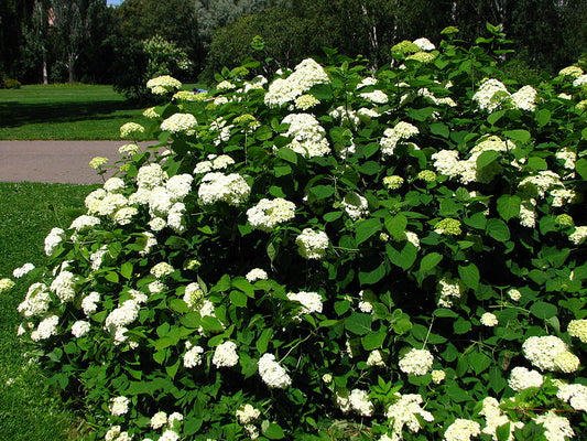 Hydrangea arborescens ‘Annabelle’ / Smooth Hydrangea