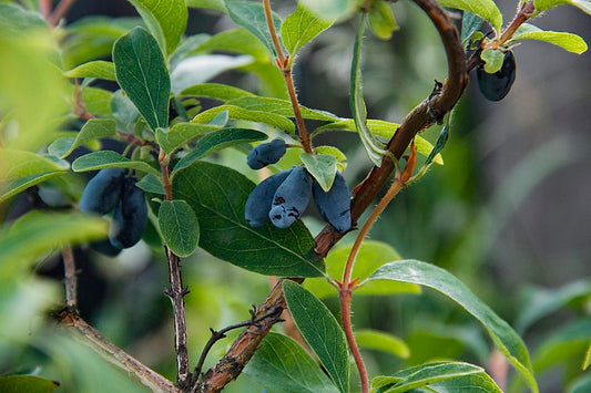 Lonicera caerulea / 'Aurora' Honeyberry