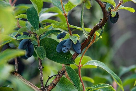 Lonicera caerulea / 'Tundra' Honeyberry