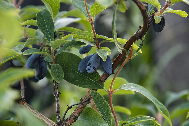 Lonicera caerulea / 'Tundra' Honeyberry