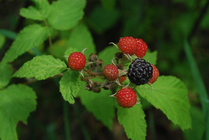 Rubus occidentalis / Black Cap Raspberry