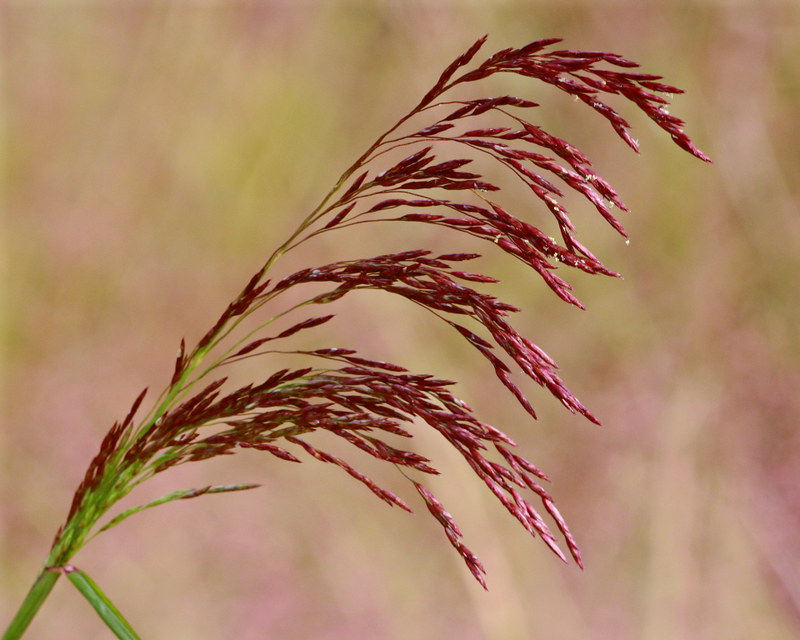 Tridens flavus / Purpletop