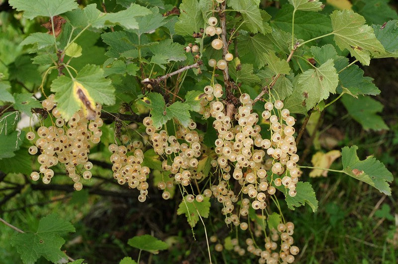 Ribes rubrum / White currant 'Imperial'