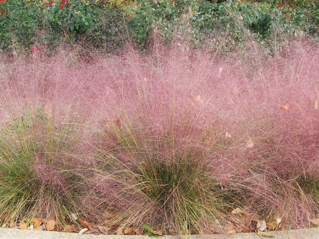 Muhlenbergia capellaris - Pink Muhly Grass