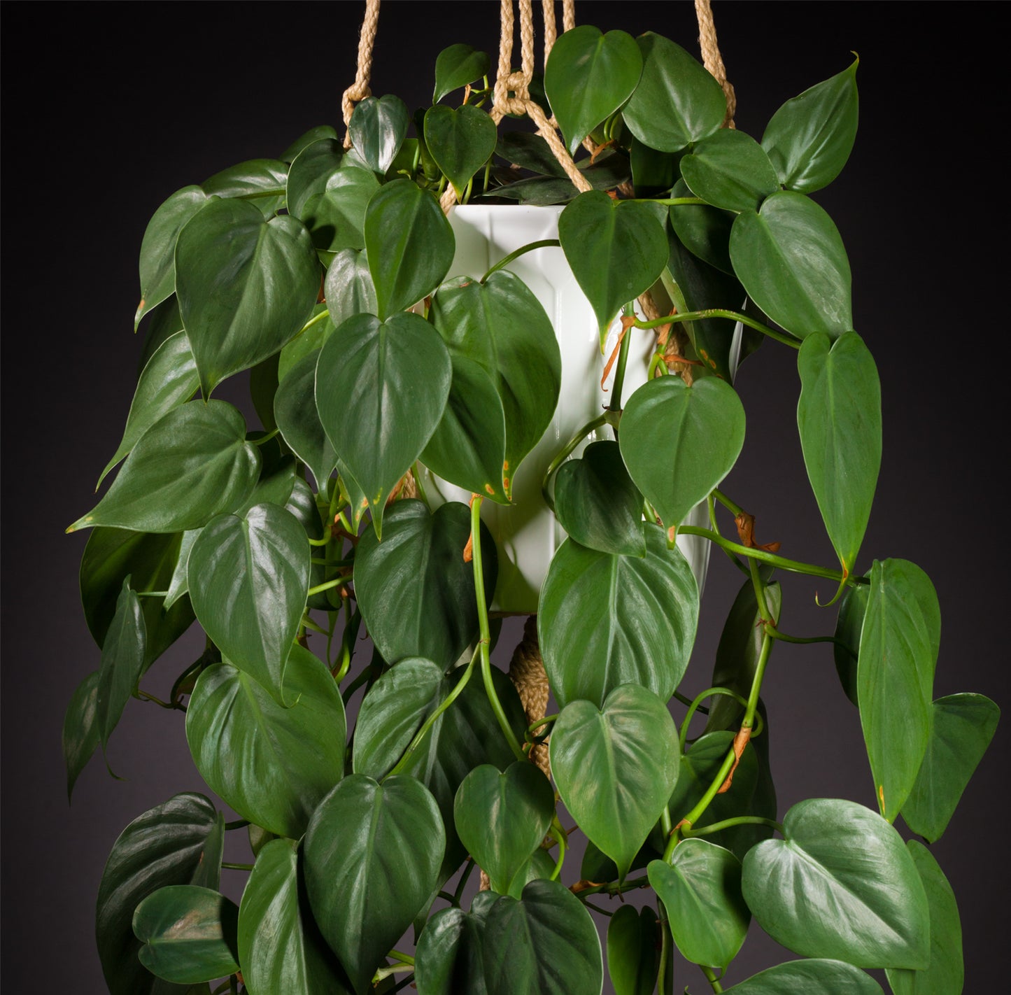 Philodendron hederaceum / Heartleaf philodendron