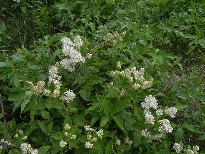 Ceanothus americanus / New Jersey Tea