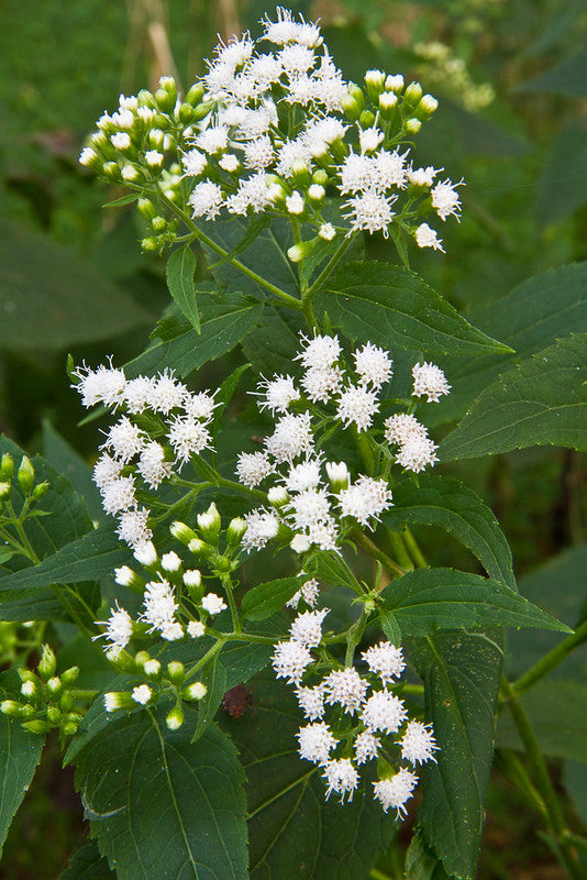 Eupatorium sessilifolium / Upland Boneset