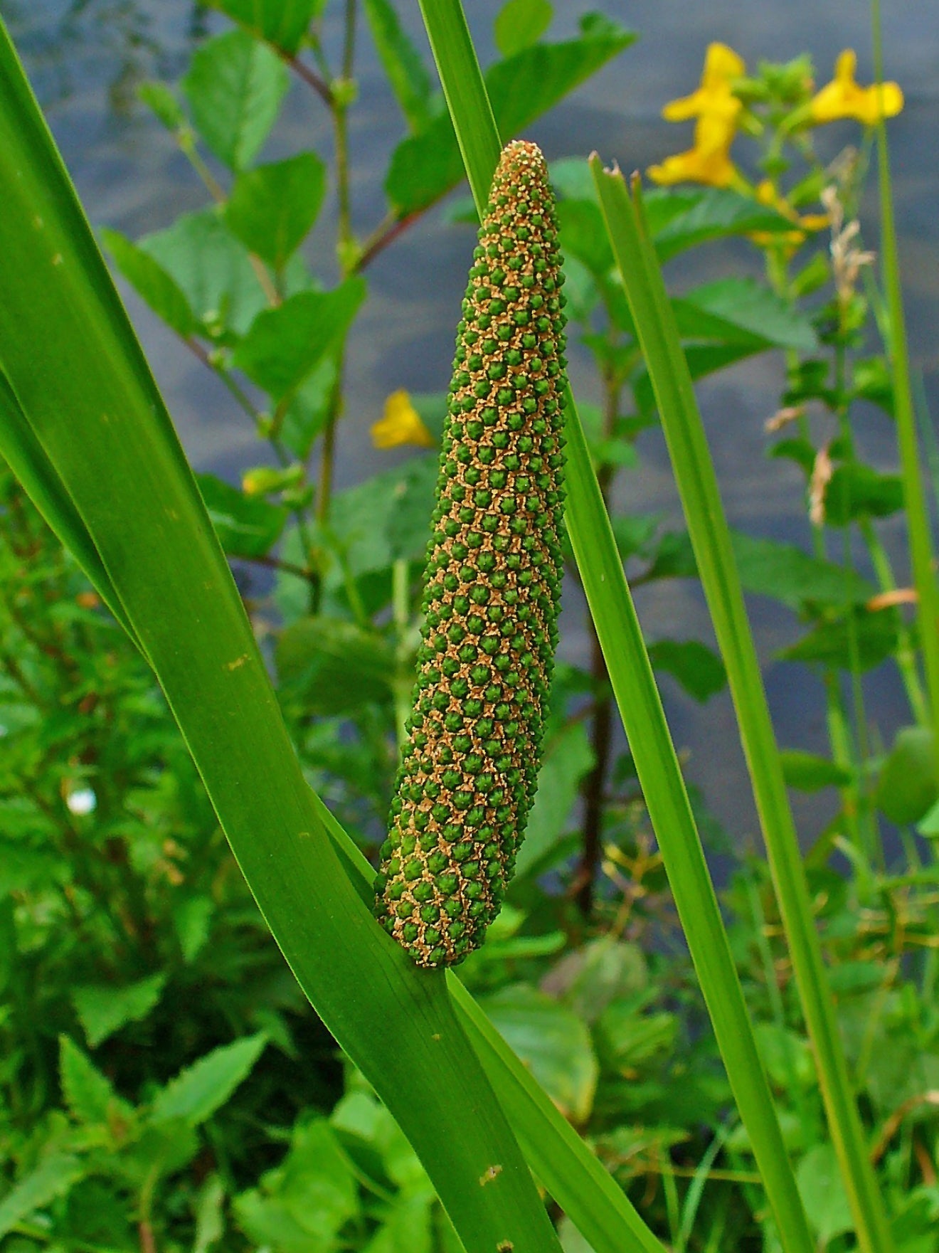 Acorus americanus / Sweet Flag