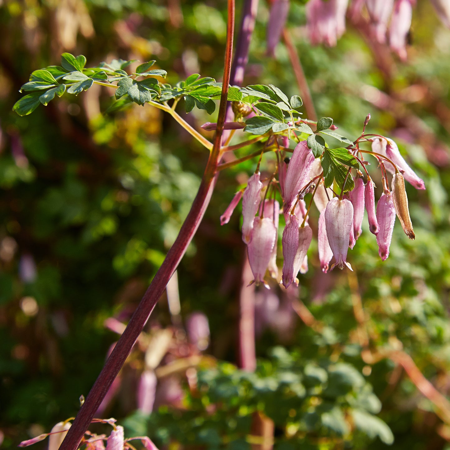 Adlumia fungosa / Allegheny vine