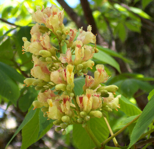 Aesculus flava / Yellow Buckeye