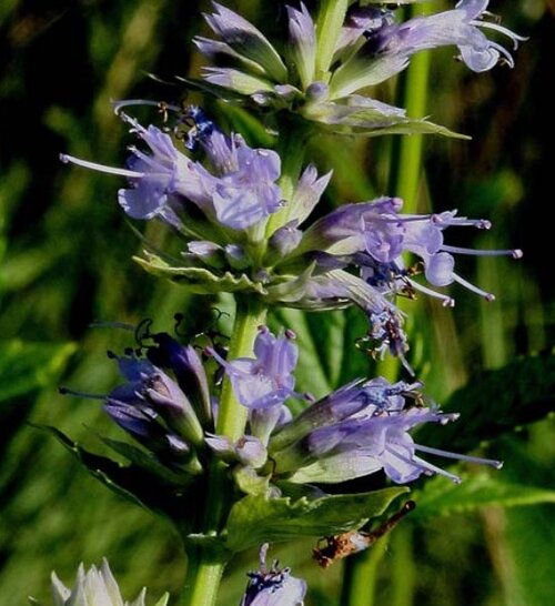 Agastache scrophulariifolia / Purple Giant Hyssop