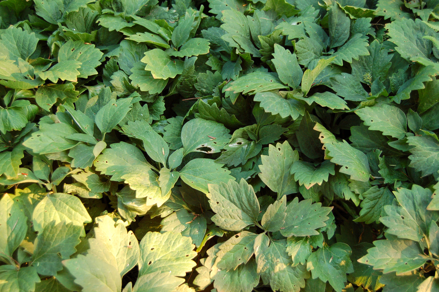 Pachysandra procumbens / Allegheny spurge