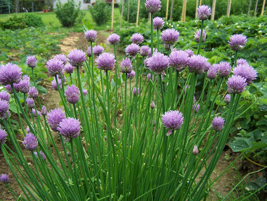 Allium schoenoprasum / Chives