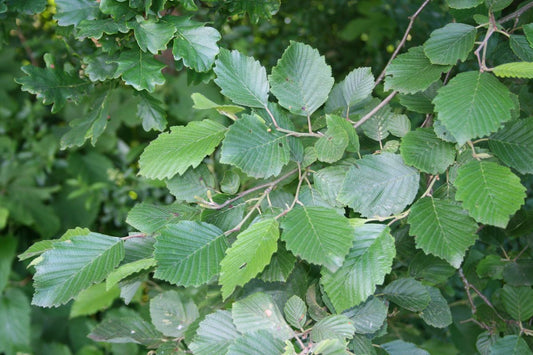 Alnus incana / Gray Alder