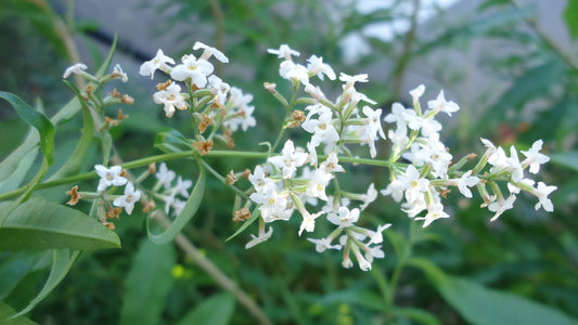 Aloysia citrodora / Lemon verbena