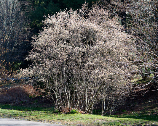 Amelanchier canadensis / Canadian or Shadblow Serviceberry