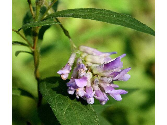 Amphicarpaea bracteata / Hog Peanut