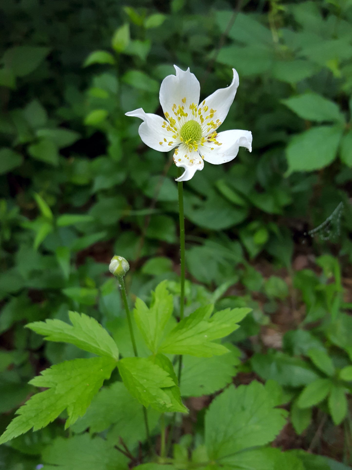 Anemone virginiana / Tall Thimbleweed