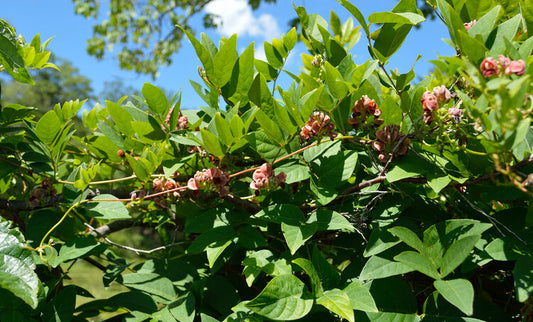 Apios americana / Groundnut