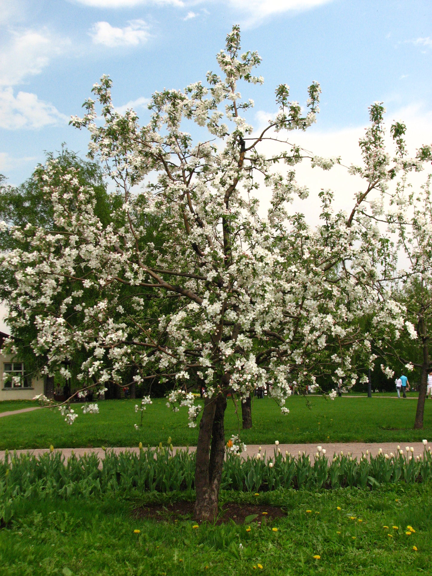 Malus domestica / Apple 'Liberty'
