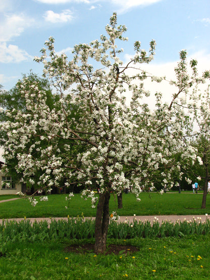 Malus domestica / Apple 'Liberty'