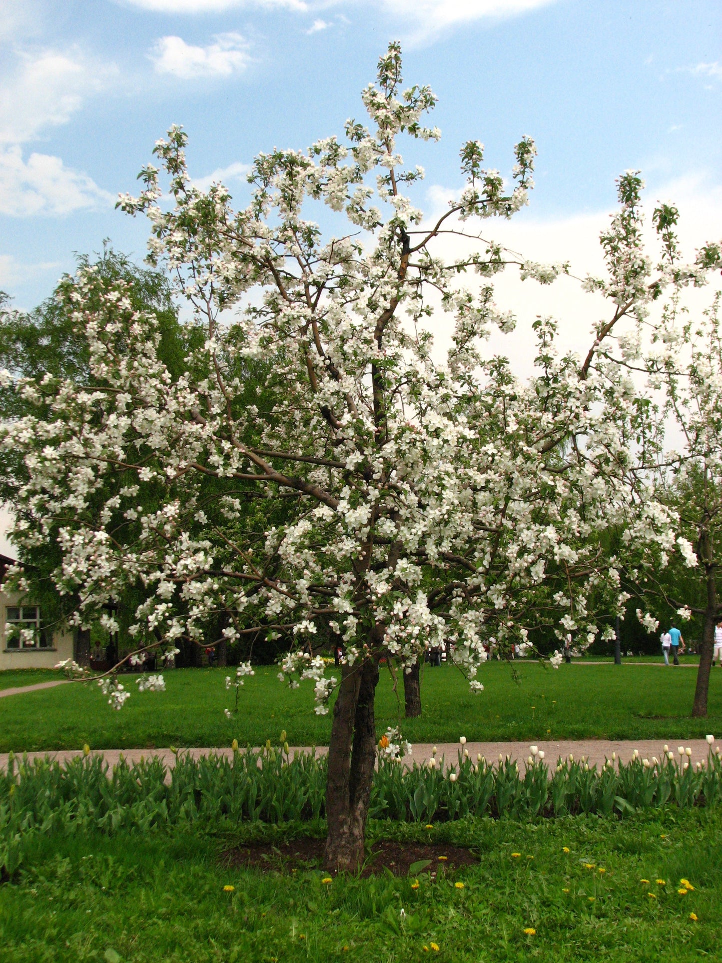 Malus domestica / Apple 'Golden Russet'