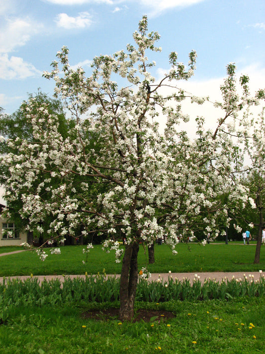 Malus domestica / Apple 'Golden Russet'