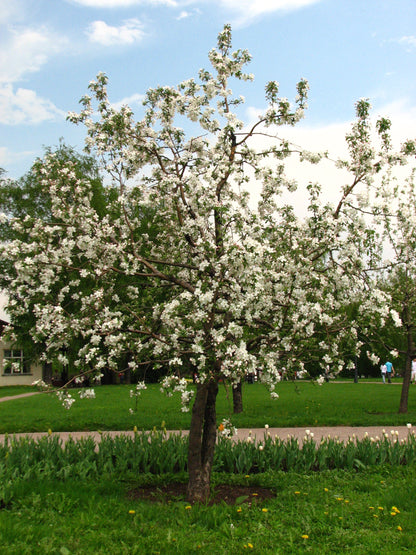 Malus domestica / Apple 'Pristine'